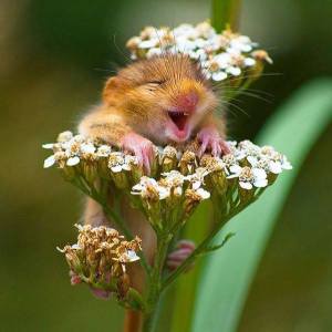 happy mouse