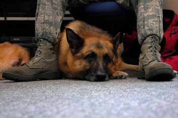 Working Military Dog