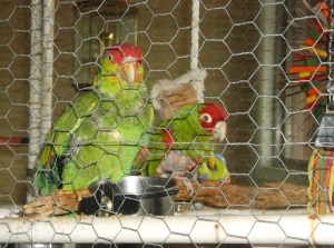 George and Cuddles (AKA Carlos the South American Terrorist)