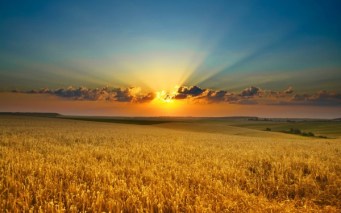 Golden-Grain-Field-600x375