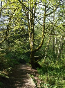 A Walk In Yost Park Canyon