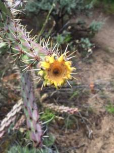 Photo by Rabbi Yael Levy, www.mishkan.org/awi, June 29, 2015