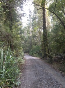 Walking though the  Huon Valley & Tahune Forest Hobart, Tasmania, Australia April 15, 2015, ©Ruth Jewell 