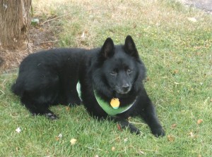 Freddie Discomfort Observer 