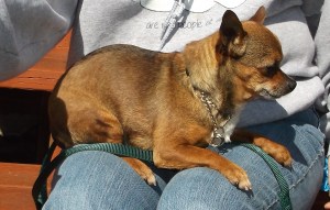 Louis Guido Maximilian Jewell (aka Louie) Adopted March 19, 2016 